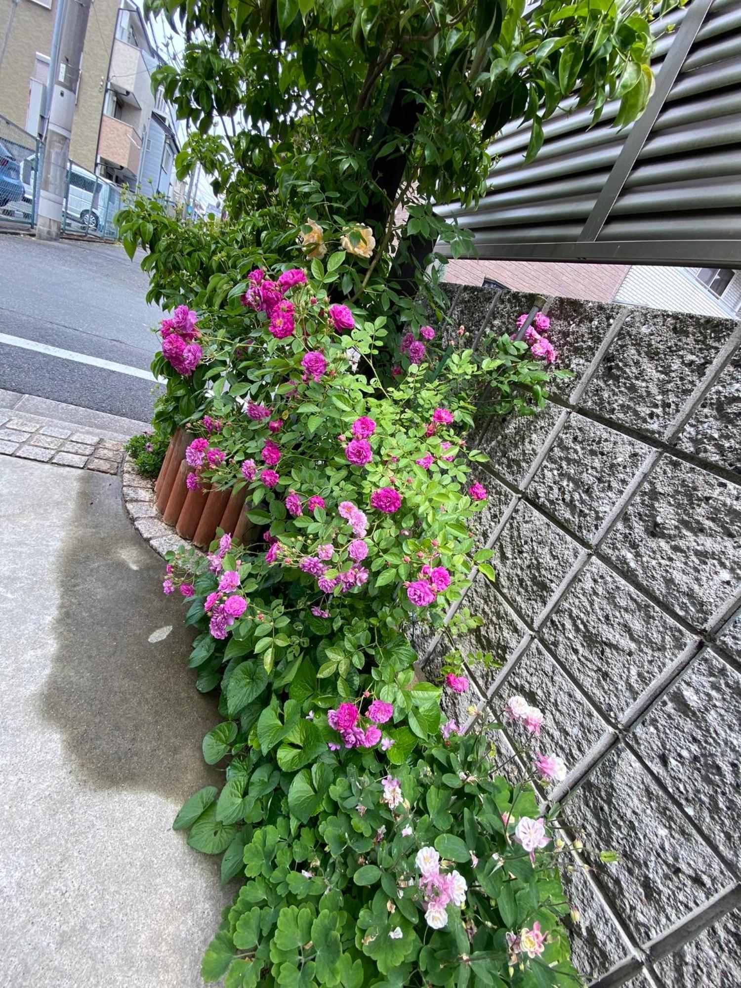遥華-Haruka House Hotel Kyoto Exterior foto